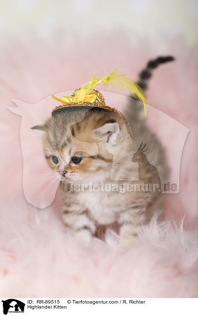 Highlander Ktzchen / Highlander Kitten / RR-89515
