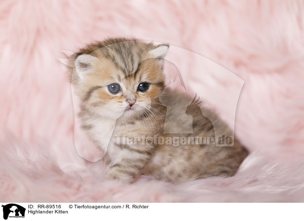 Highlander Ktzchen / Highlander Kitten / RR-89516