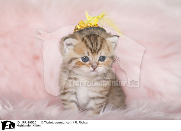 Highlander Ktzchen / Highlander Kitten / RR-89525