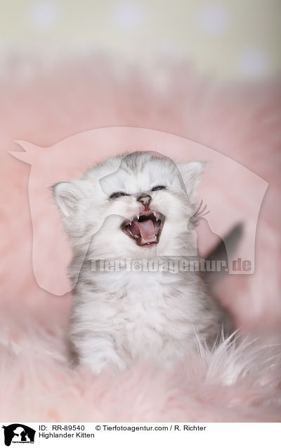 Highlander Ktzchen / Highlander Kitten / RR-89540