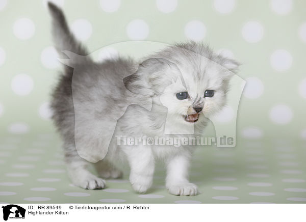 Highlander Ktzchen / Highlander Kitten / RR-89549