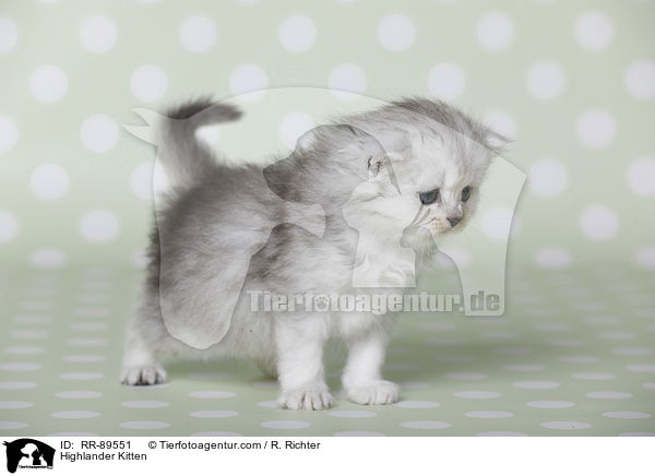Highlander Ktzchen / Highlander Kitten / RR-89551