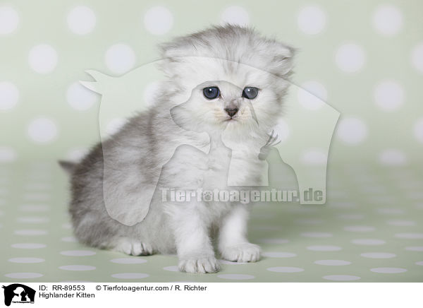 Highlander Kitten / RR-89553