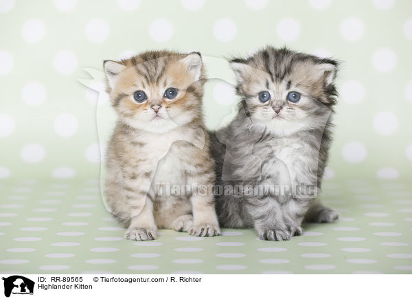 Highlander Ktzchen / Highlander Kitten / RR-89565
