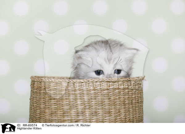 Highlander Ktzchen / Highlander Kitten / RR-89574