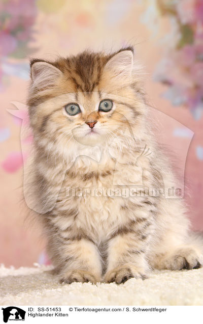 Highlander Ktzchen / Highlander Kitten / SS-51453