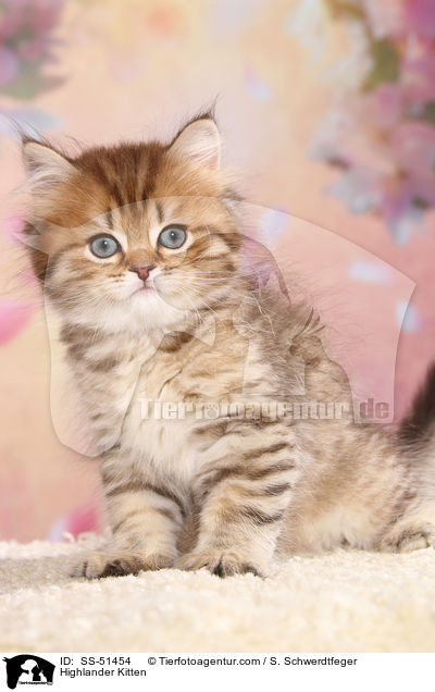 Highlander Ktzchen / Highlander Kitten / SS-51454