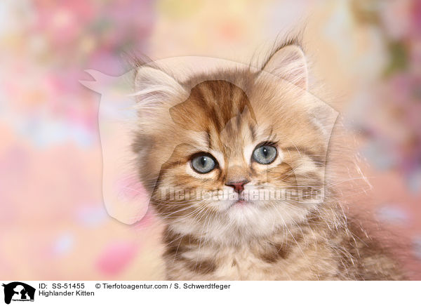 Highlander Ktzchen / Highlander Kitten / SS-51455