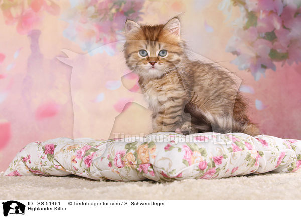 Highlander Ktzchen / Highlander Kitten / SS-51461