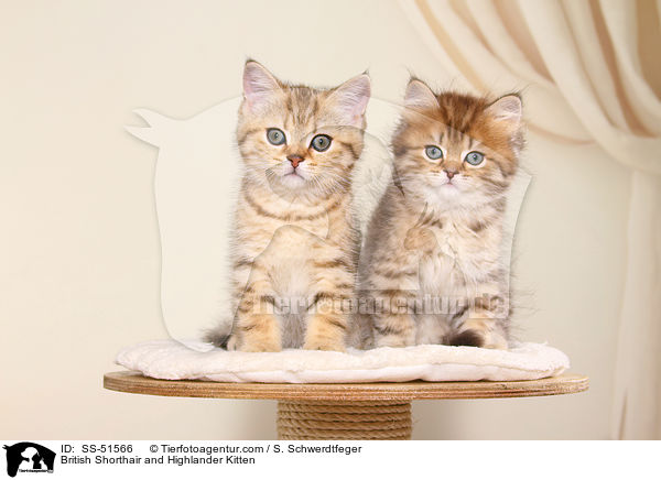 Britisch Kurzhaar und Highlander Ktzchen / British Shorthair and Highlander Kitten / SS-51566