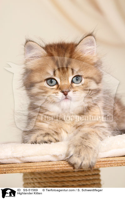 Highlander Ktzchen / Highlander Kitten / SS-51569