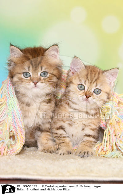 Britisch Kurzhaar und Highlander Ktzchen / British Shorthair and Highlander Kitten / SS-51633