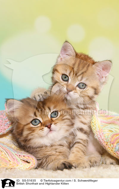 Britisch Kurzhaar und Highlander Ktzchen / British Shorthair and Highlander Kitten / SS-51635