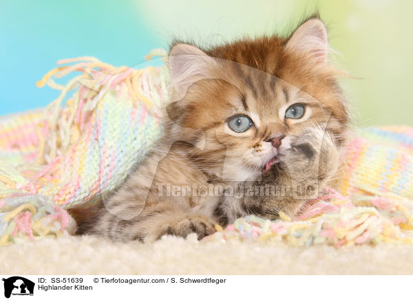 Highlander Ktzchen / Highlander Kitten / SS-51639