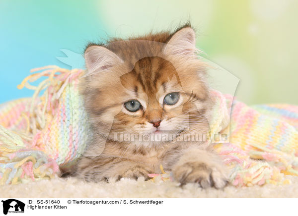 Highlander Ktzchen / Highlander Kitten / SS-51640