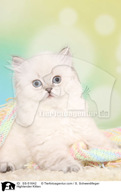 Highlander Ktzchen / Highlander Kitten / SS-51642