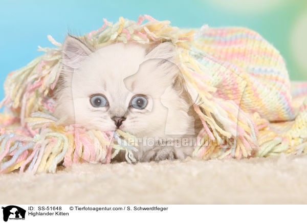 Highlander Ktzchen / Highlander Kitten / SS-51648