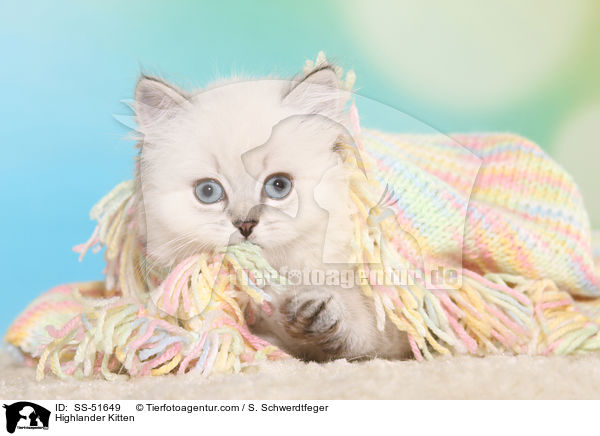 Highlander Ktzchen / Highlander Kitten / SS-51649