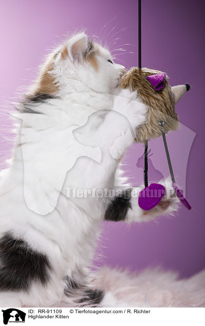 Highlander Ktzchen / Highlander Kitten / RR-91109