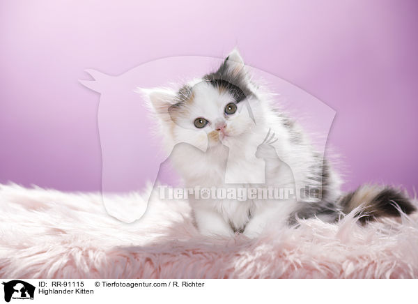 Highlander Ktzchen / Highlander Kitten / RR-91115