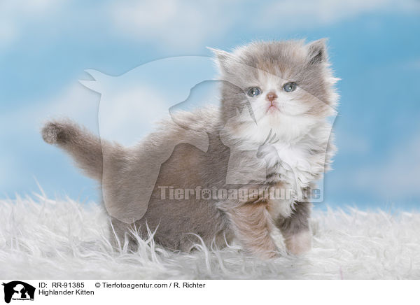 Highlander K�tzchen / Highlander Kitten / RR-91385