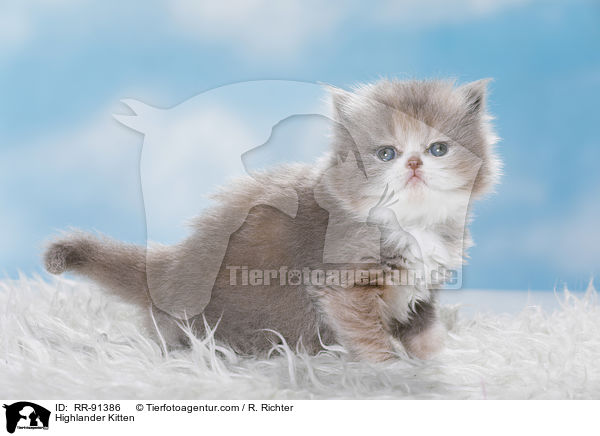 Highlander K�tzchen / Highlander Kitten / RR-91386
