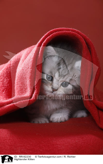 Highlander Ktzchen / Highlander Kitten / RR-92230