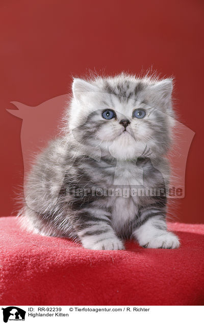 Highlander Ktzchen / Highlander Kitten / RR-92239