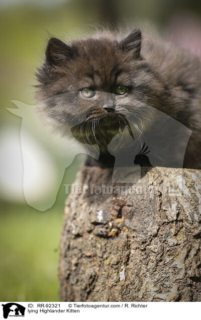 liegendes Highlander Ktzchen / lying Highlander Kitten / RR-92321