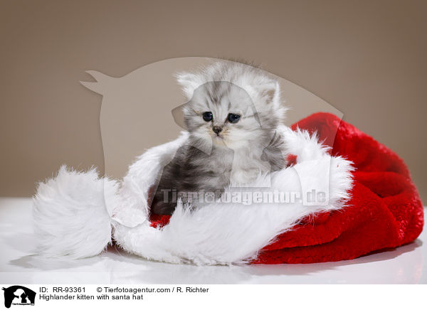 Highlander Ktzchen mit Weihnachtsmannmtze / Highlander kitten with santa hat / RR-93361