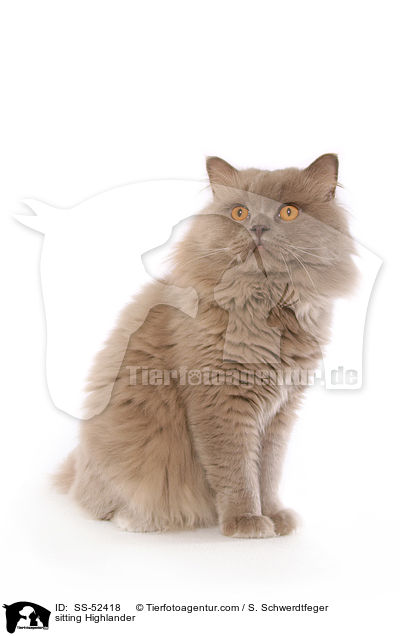 sitzende Highlander / sitting Highlander / SS-52418