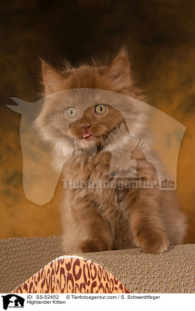 Highlander Ktzchen / Highlander Kitten / SS-52452