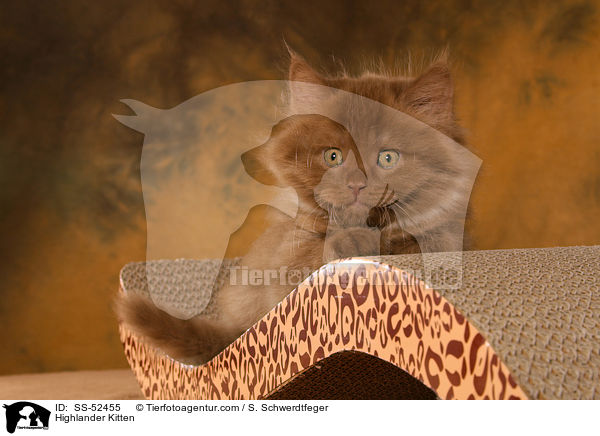 Highlander Ktzchen / Highlander Kitten / SS-52455