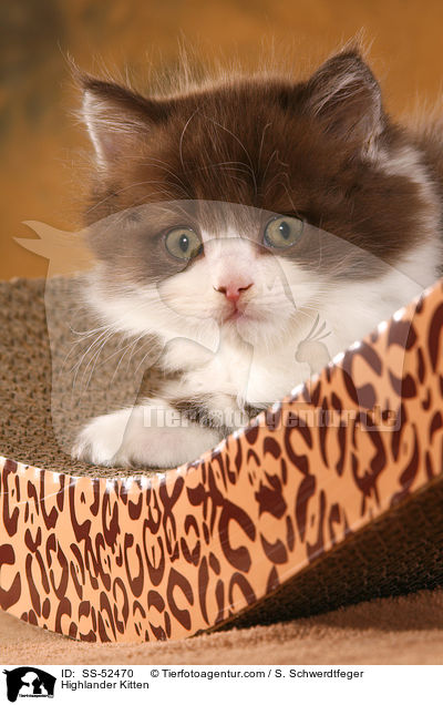 Highlander Ktzchen / Highlander Kitten / SS-52470