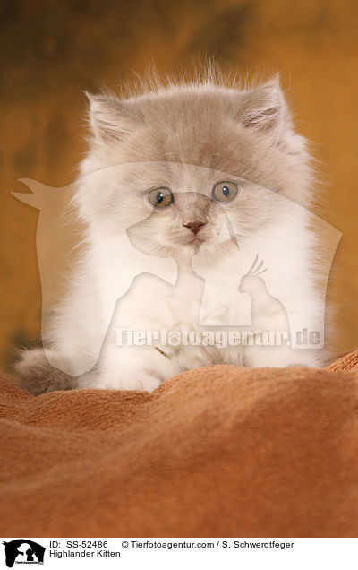 Highlander K�tzchen / Highlander Kitten / SS-52486