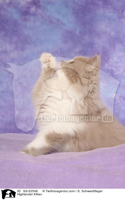 Highlander K�tzchen / Highlander Kitten / SS-52548