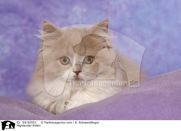 Highlander K�tzchen / Highlander Kitten / SS-52551