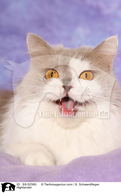 Highlander / Highlander / SS-52560