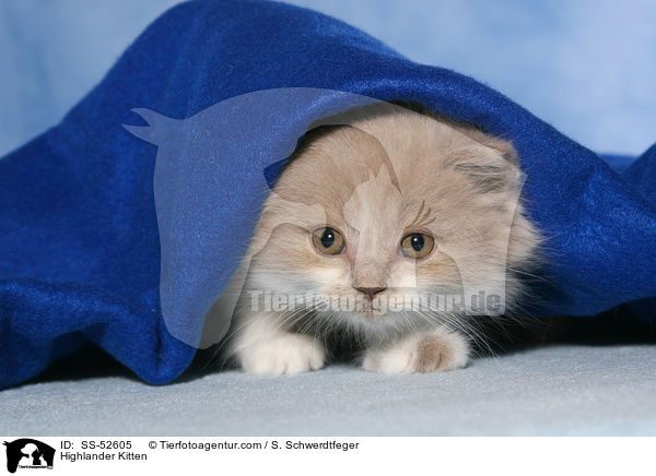 Highlander K�tzchen / Highlander Kitten / SS-52605