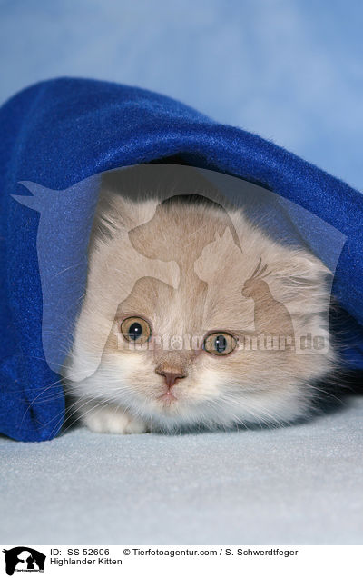 Highlander K�tzchen / Highlander Kitten / SS-52606