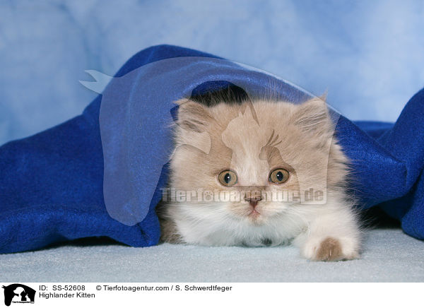 Highlander K�tzchen / Highlander Kitten / SS-52608