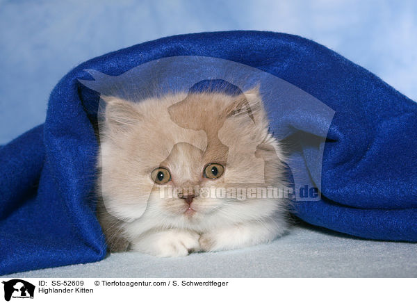 Highlander K�tzchen / Highlander Kitten / SS-52609