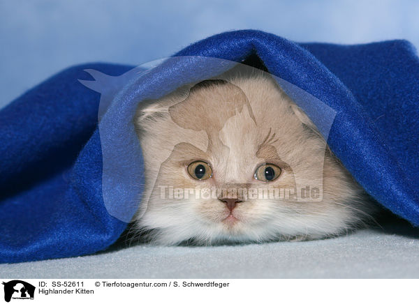 Highlander K�tzchen / Highlander Kitten / SS-52611