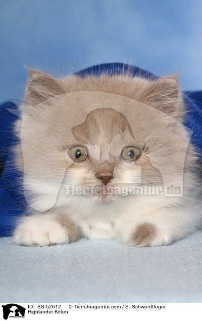 Highlander K�tzchen / Highlander Kitten / SS-52612