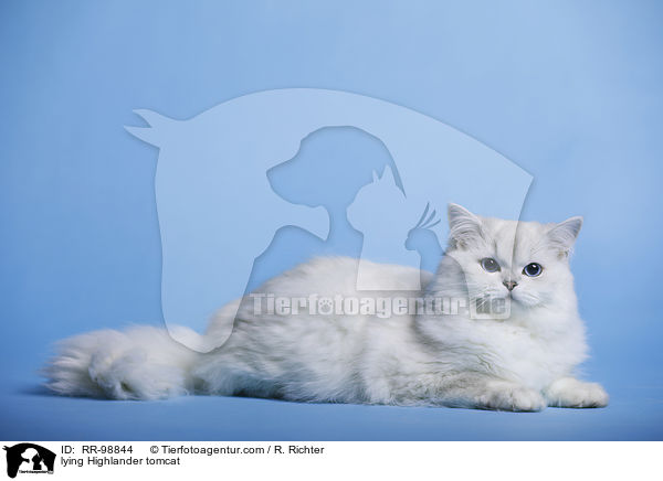 liegender Highlander Kater / lying Highlander tomcat / RR-98844