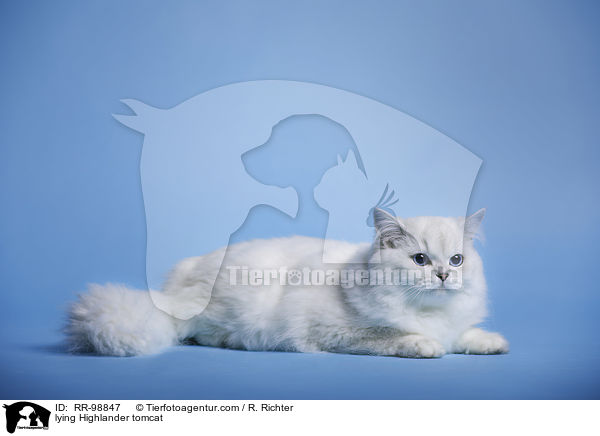 liegender Highlander Kater / lying Highlander tomcat / RR-98847