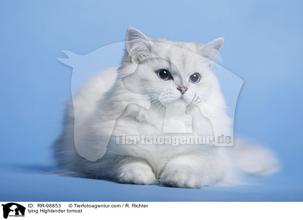 liegender Highlander Kater / lying Highlander tomcat / RR-98853