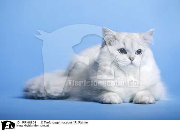 liegender Highlander Kater / lying Highlander tomcat / RR-98854