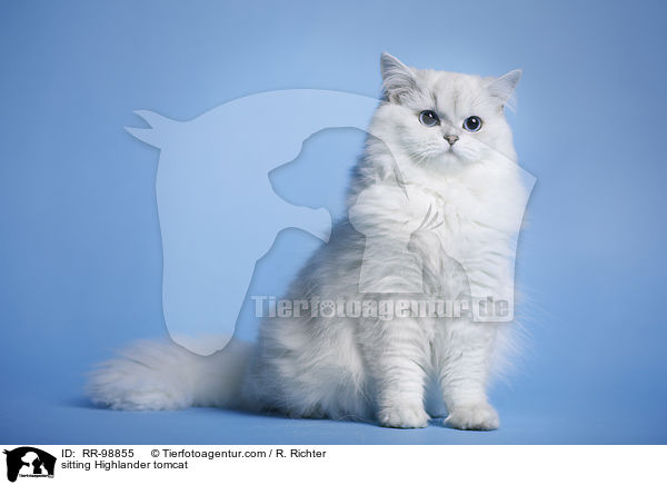 sitzender Highlander Kater / sitting Highlander tomcat / RR-98855