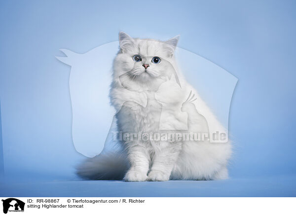 sitzender Highlander Kater / sitting Highlander tomcat / RR-98867